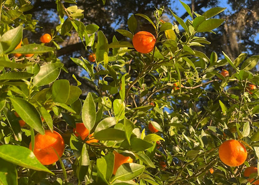 Orange tree from my childhood home.